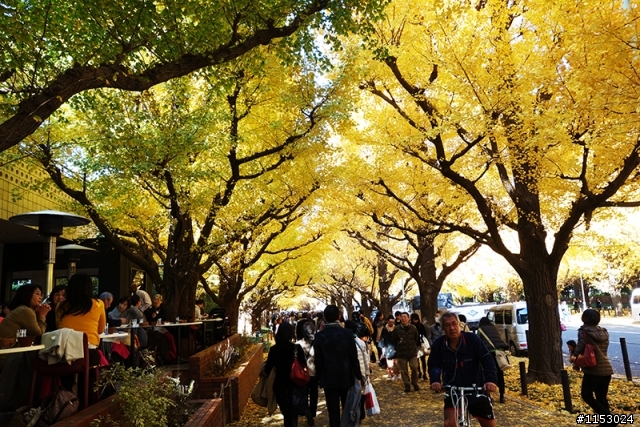 深秋銀杏．東京 外苑前並木道 & 東京大學