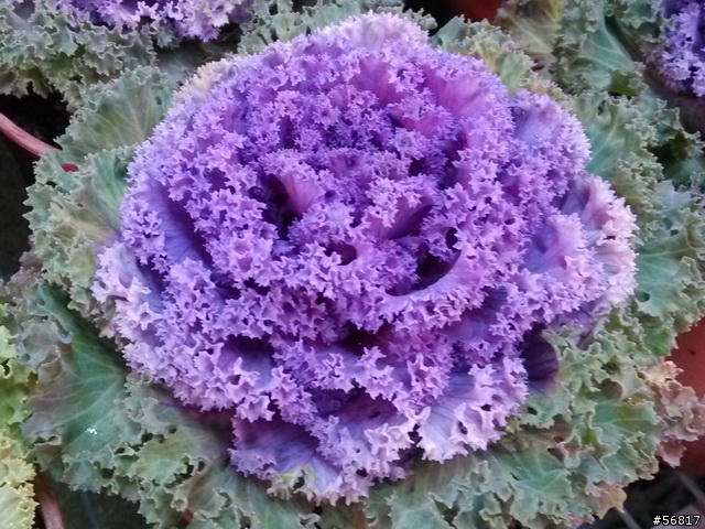 風信子台北平地可以種嗎??