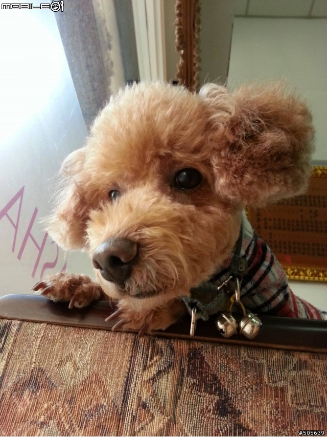 [協尋] 西屯逢甲烈美街附近 咖啡紅中型貴賓犬
