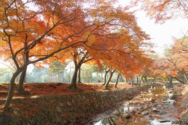 【京都】4# 奈良の紅葉