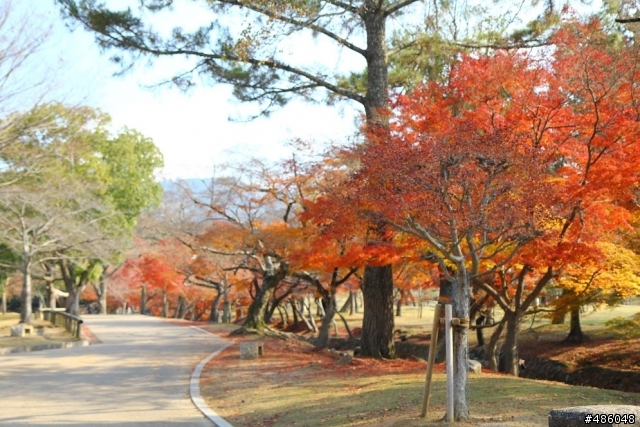 【京都】4# 奈良の紅葉