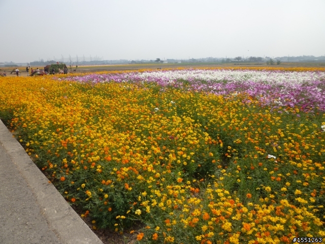 2013-12-12  Kuga 4G  嘉義花海節與奮起湖一日遊