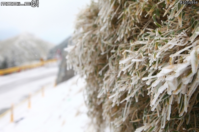歲末賞雪