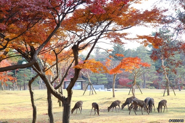 【京都】4# 奈良の紅葉