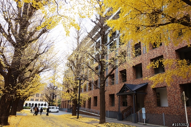 深秋銀杏．東京 外苑前並木道 & 東京大學