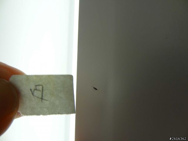 裝潢-裝潢糾紛(油漆部分)