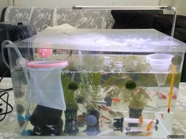 新手玩魚缸就碰上白點病