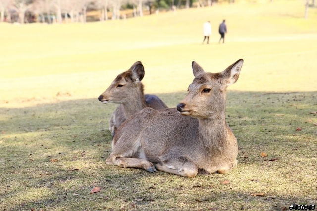 【京都】4# 奈良の紅葉