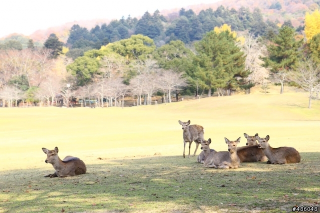 【京都】4# 奈良の紅葉