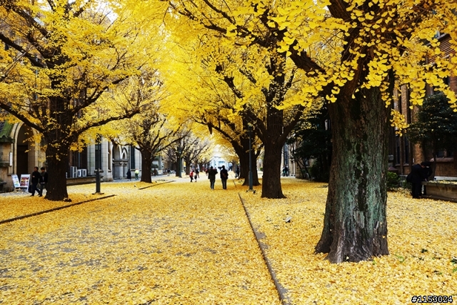 深秋銀杏．東京 外苑前並木道 & 東京大學