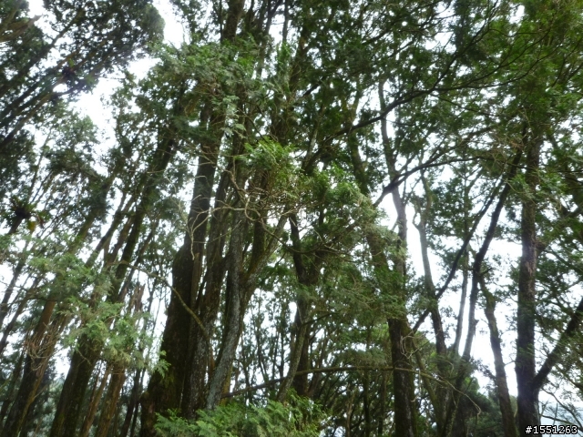 2013-12-12  Kuga 4G  嘉義花海節與奮起湖一日遊