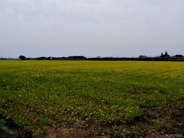 老灰狼 --  鹿港小鎮。