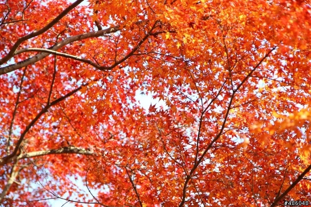 【京都】4# 奈良の紅葉