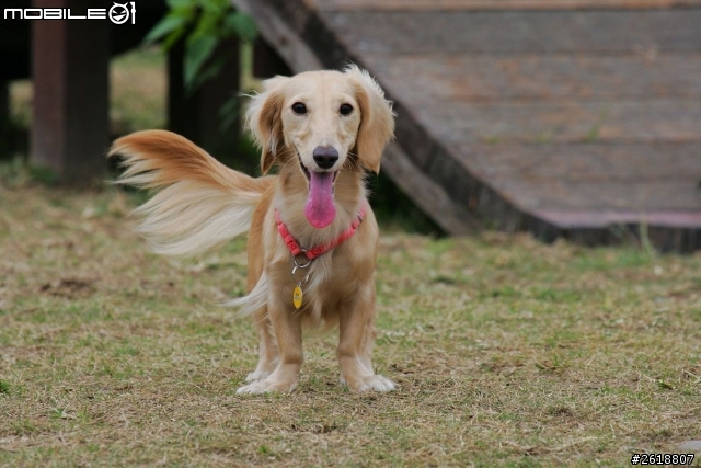 2013.12.21 照片找主人-台中寵物公園