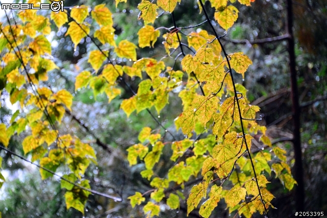 大雪山稍來山楓情