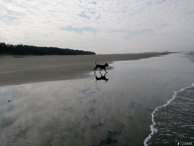 一人一狗  海灘趣