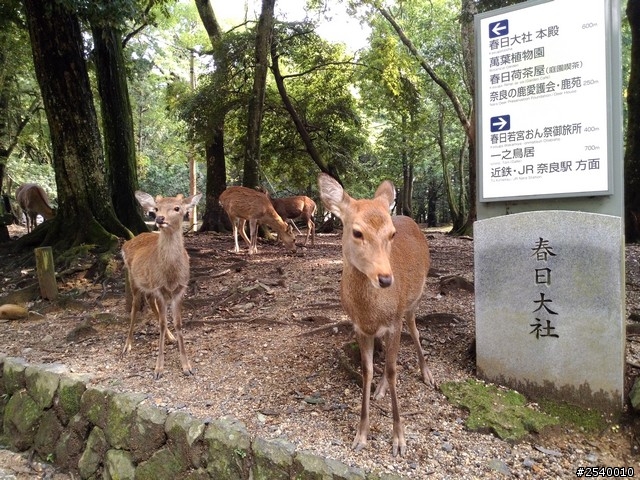 帶著NPFI，輕鬆日本關西行