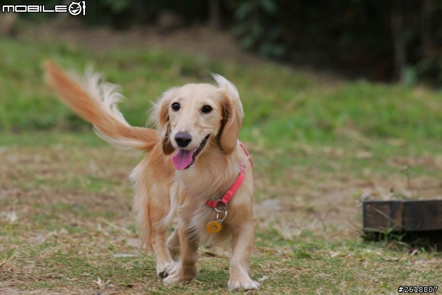 2013.12.21 照片找主人-台中寵物公園