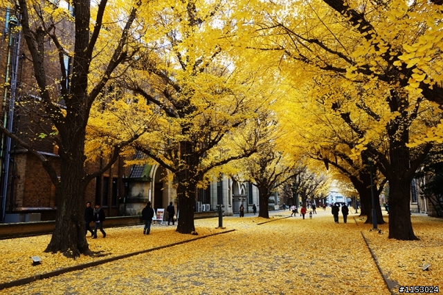 深秋銀杏．東京 外苑前並木道 & 東京大學