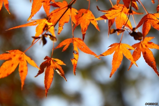【京都】4# 奈良の紅葉