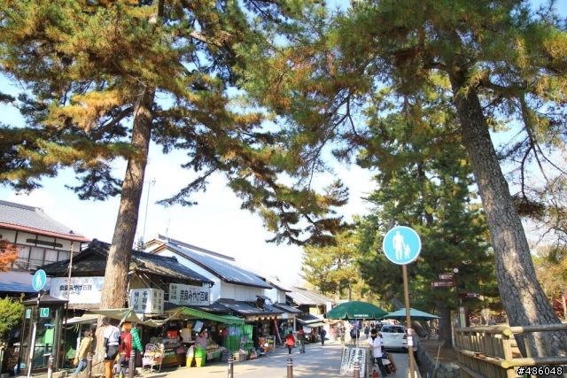 【京都】4# 奈良の紅葉