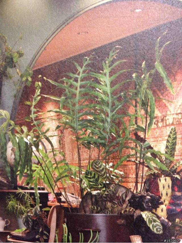 請教植物名（翻拍日本園藝師川本諭的書）