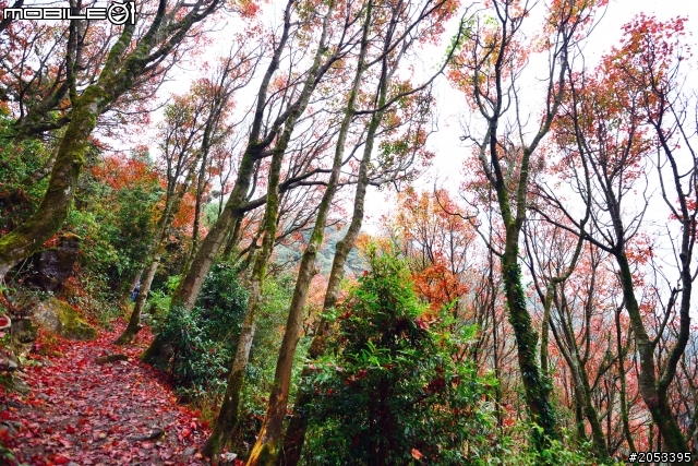 大雪山稍來山楓情