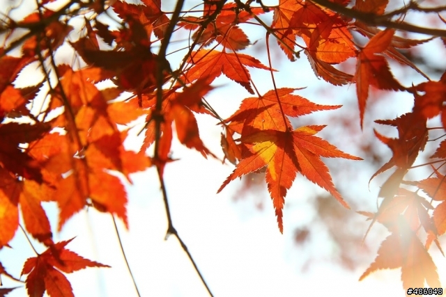 【京都】4# 奈良の紅葉