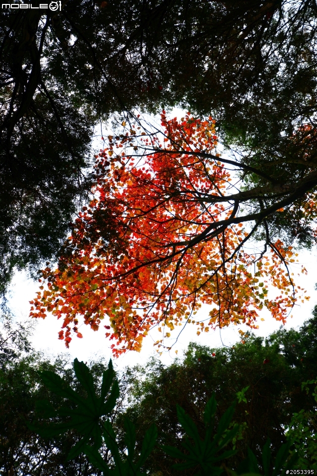 大雪山稍來山楓情
