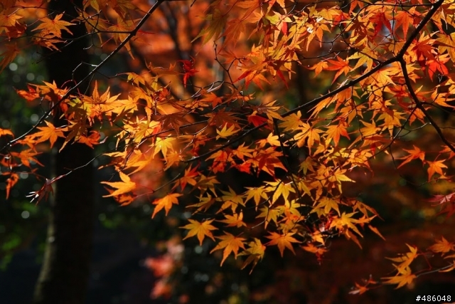【京都】3# 清水寺