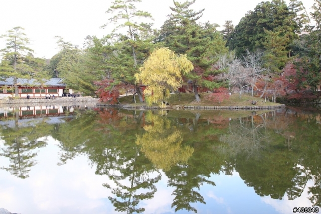 【京都】4# 奈良の紅葉