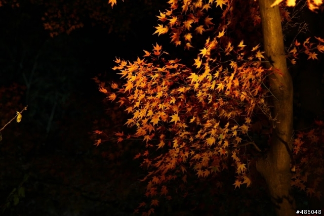【京都】3# 清水寺