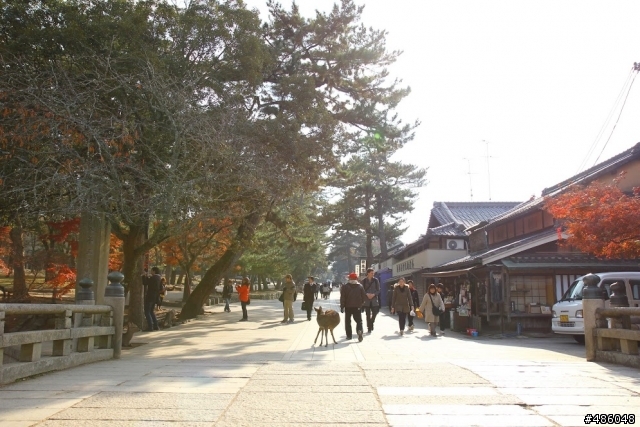 【京都】4# 奈良の紅葉