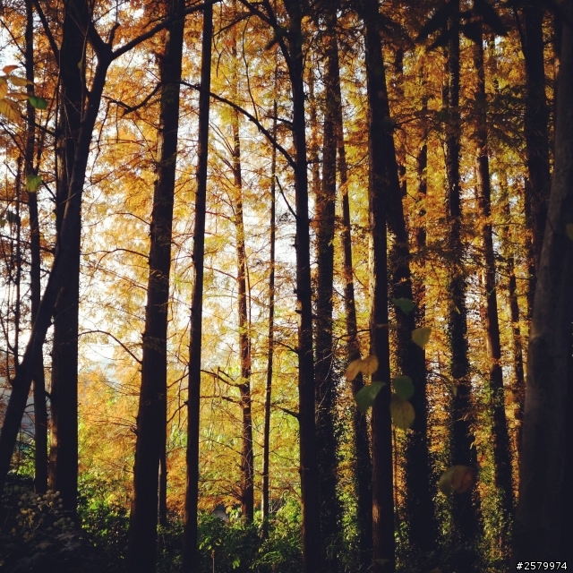 人生海海，邊走邊拍——XM1