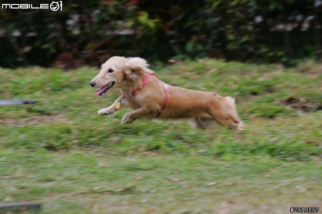 2013.12.21 照片找主人-台中寵物公園