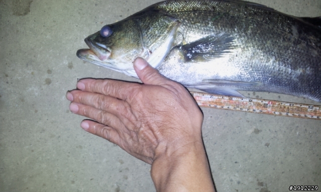 請問版上  賢拜 七星鱸魚的釣法