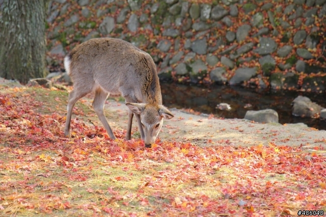 【京都】4# 奈良の紅葉