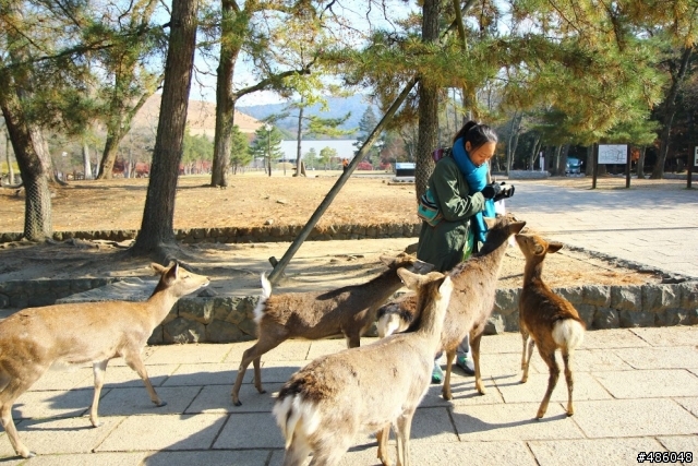 【京都】4# 奈良の紅葉