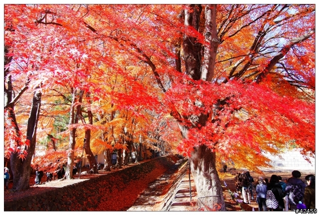 [SKYWAVE TYPE-S]富士山賞楓小品