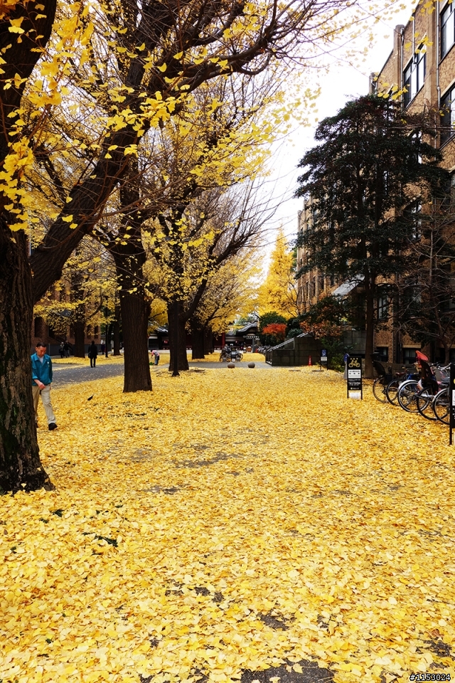 深秋銀杏．東京 外苑前並木道 & 東京大學