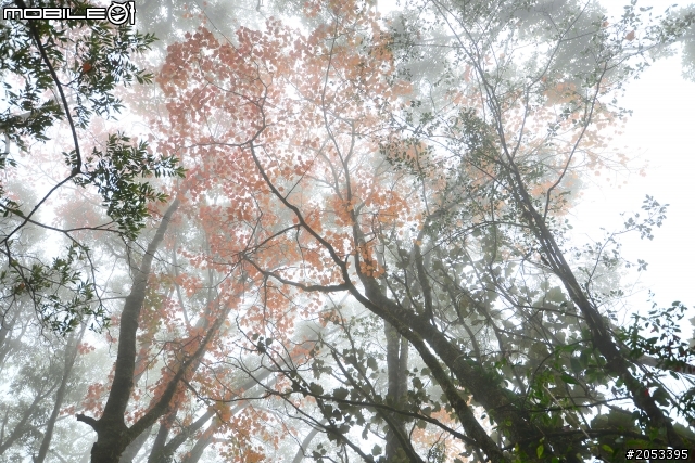大雪山稍來山楓情