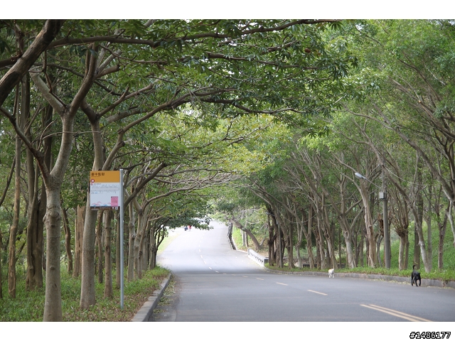 [相片]102/12/28台中彩虹眷村路跑拍照--培德路中段