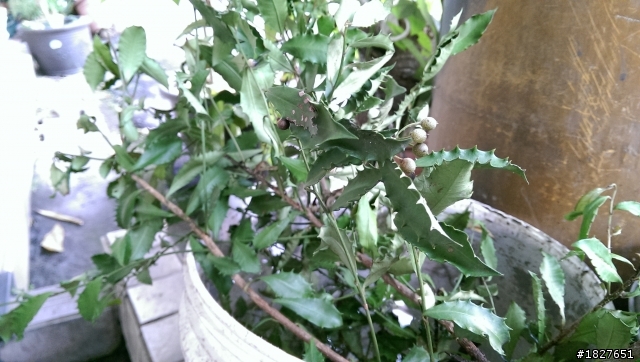 求助各位大大!這是什麼植物阿?!?!