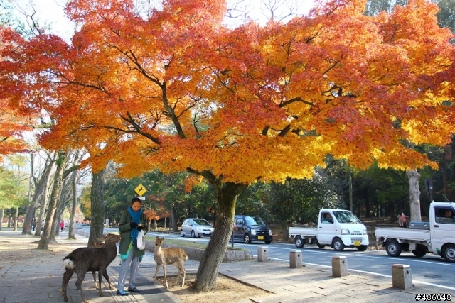 【京都】4# 奈良の紅葉