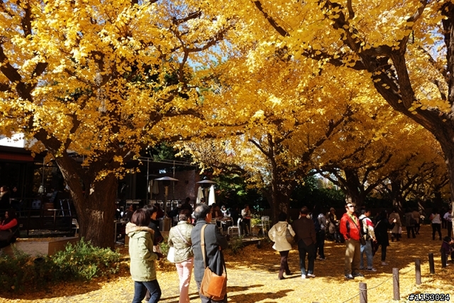 深秋銀杏．東京 外苑前並木道 & 東京大學