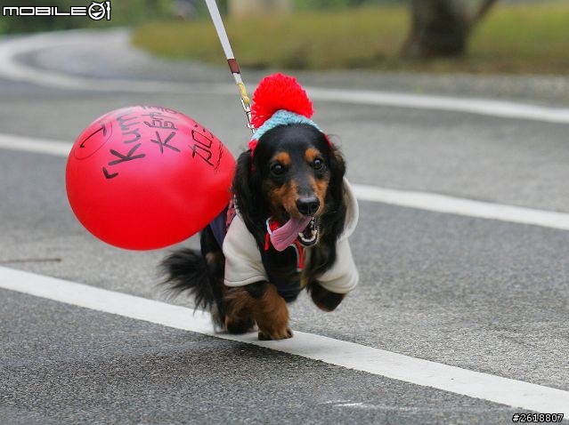 2013.12.21 公益健跑(台中場) 暨 ~毛寶貝歡樂聖誕嘉年華會~活動照片