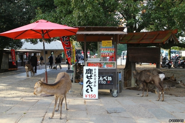 【京都】4# 奈良の紅葉