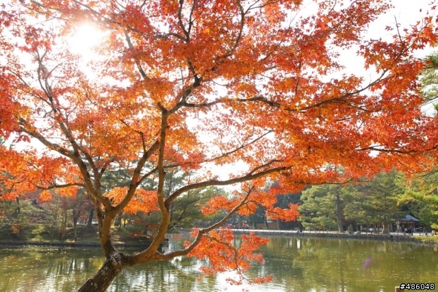 【京都】4# 奈良の紅葉