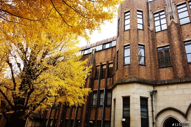 深秋銀杏．東京 外苑前並木道 & 東京大學