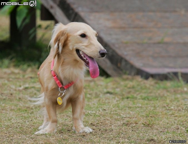 2013.12.21 照片找主人-台中寵物公園